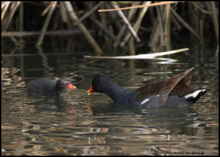 _0SB3091 common moorhen and chick.jpg